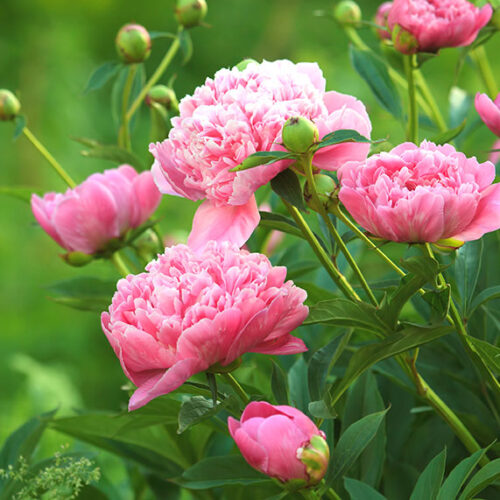 Peonies