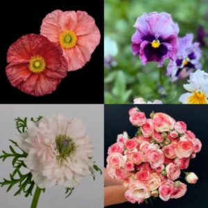 Southern Highlands Flower Farm