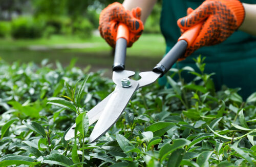 Pruning hedges