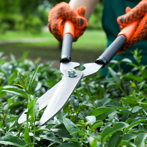 Pruning hedges