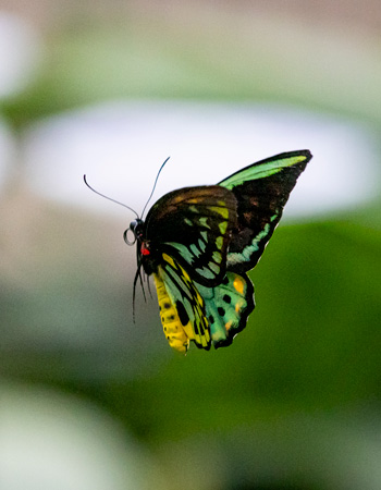 Cairns birdwing butterfly (Ornithoptera euphorion)