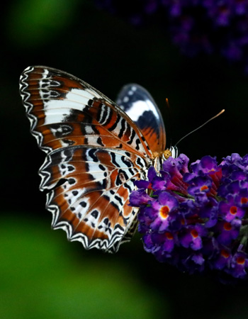 Orange lacewing butterfly (Cethosia penthesilea) feeding on buddleia