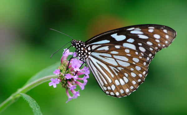 Blue tiger butterfly (Tirumala hamata)