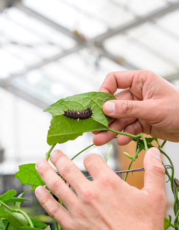 Caterpillar in the Butterfly House