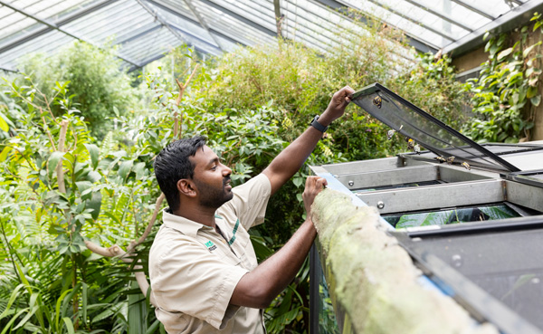 Melvin Nathan checking on the chrysalis in the Puparium