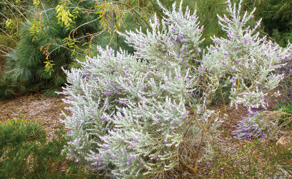 Silky emu bush (Eremophila nivea)