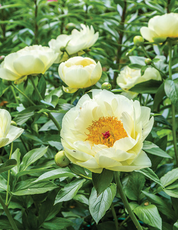 Peonies