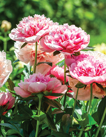 Peonies