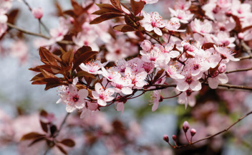 Ornamental plums