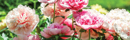Peonies