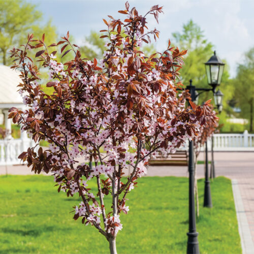 10 bare-rooted ornamentals to try in your garden Ornamental plums