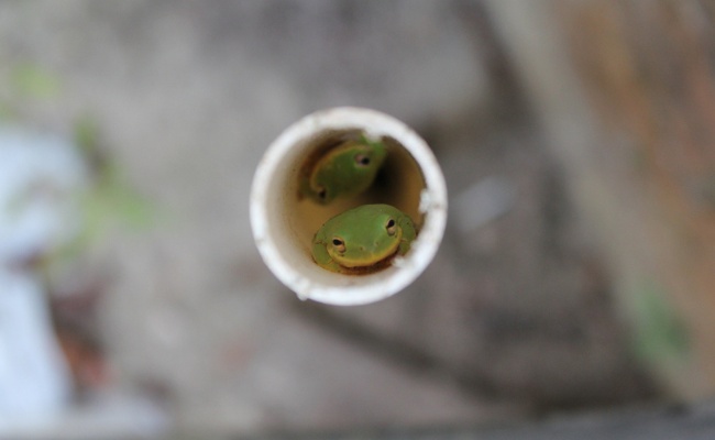 Tree frogs in PVC pipes
