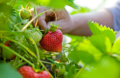 Strawberries in pots