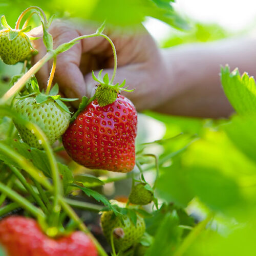 Strawberries in pots