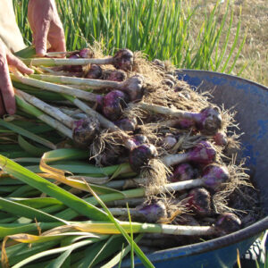 The Seed Garlic Shop