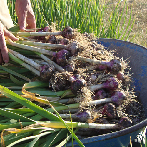 The Seed Garlic Shop