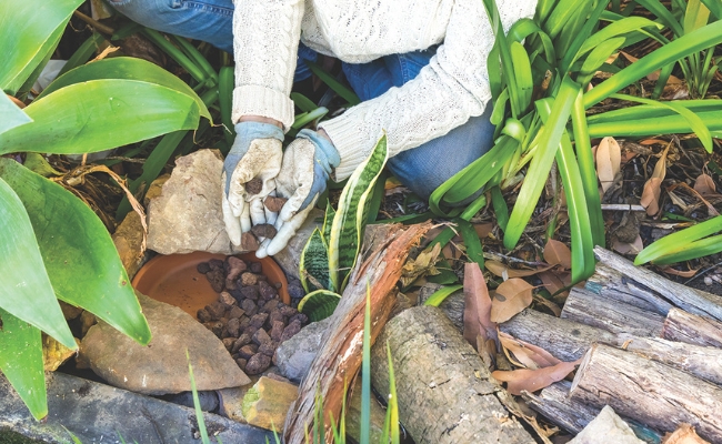 Create a frog-friendly backyard