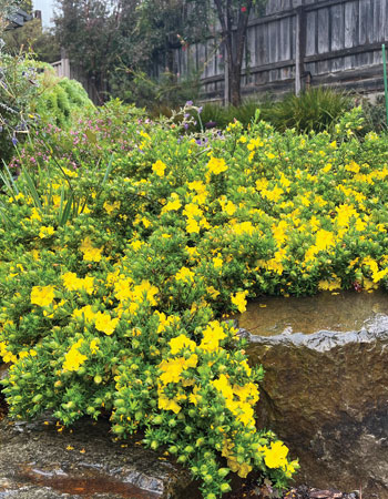 Hairy guinea flower (H. vestita)