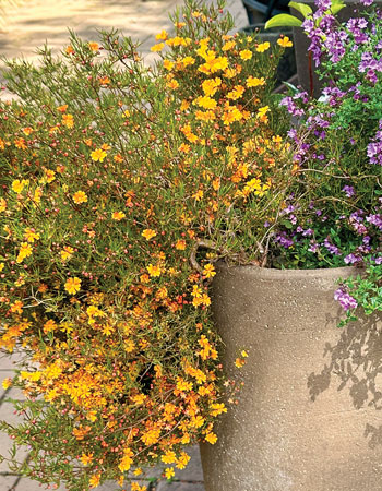 Star guinea flower (H. stellaris)