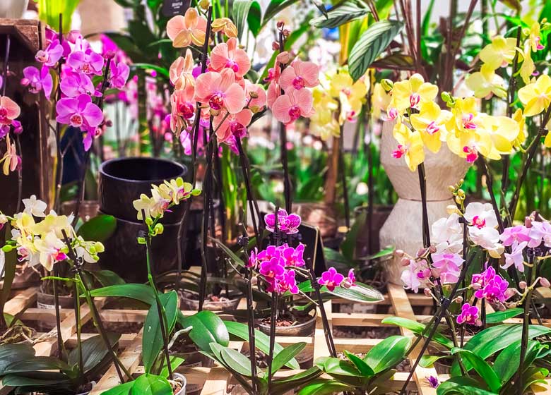 NT Orchid Show