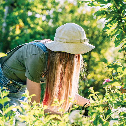 Summer gardening