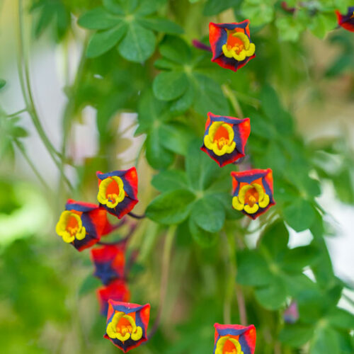 hanging flowers