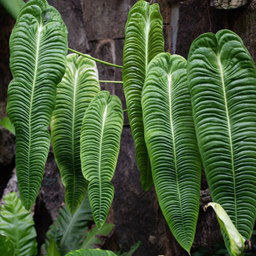 leaves