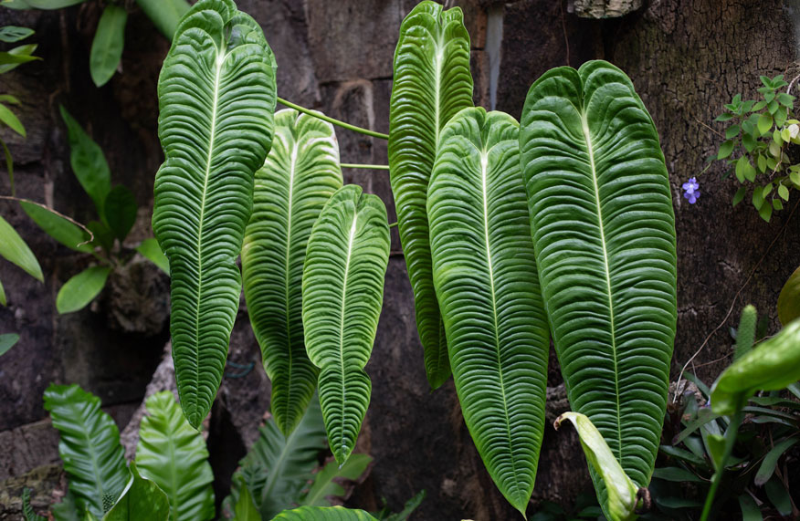 leaves