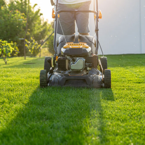 Top job: summer lawn care
