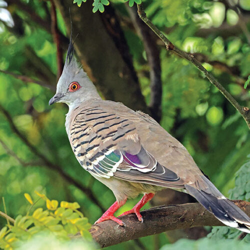 crested pigeon