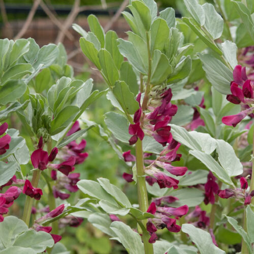 broad bean plants