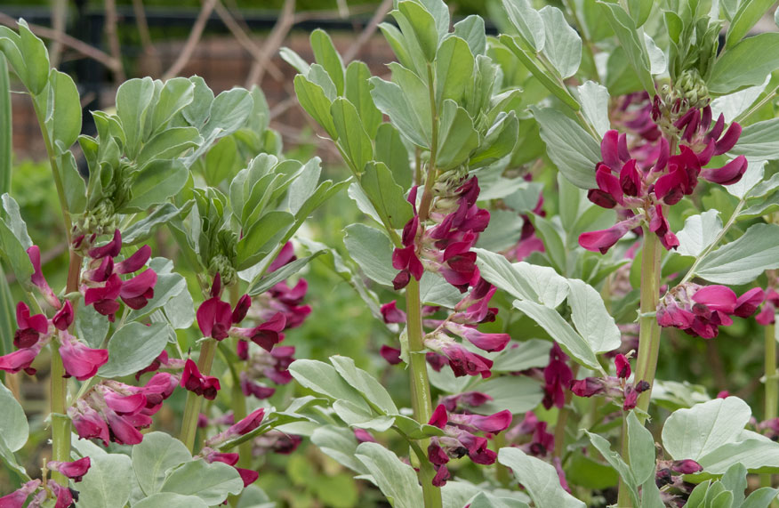 broad bean plants