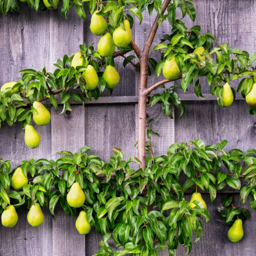 pear tree