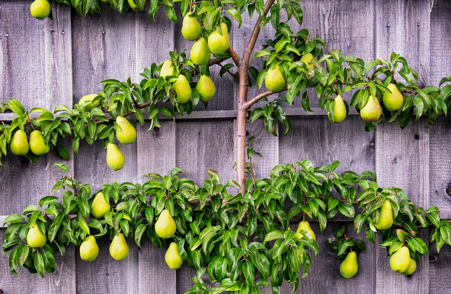 pear tree