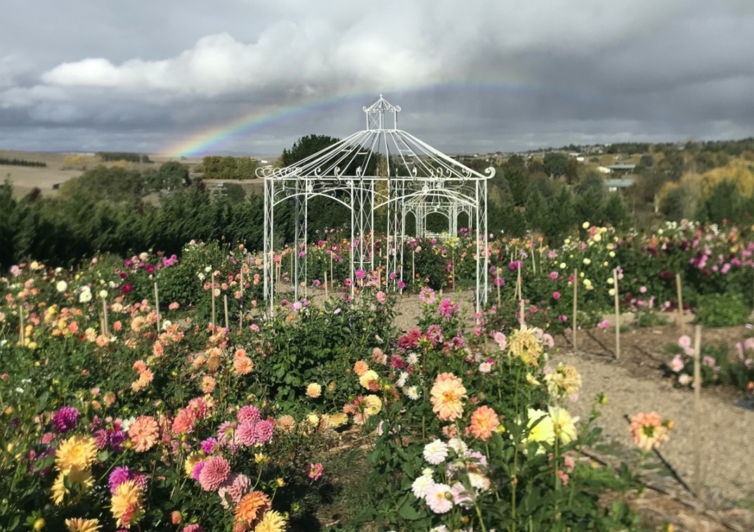 pergola and flowers