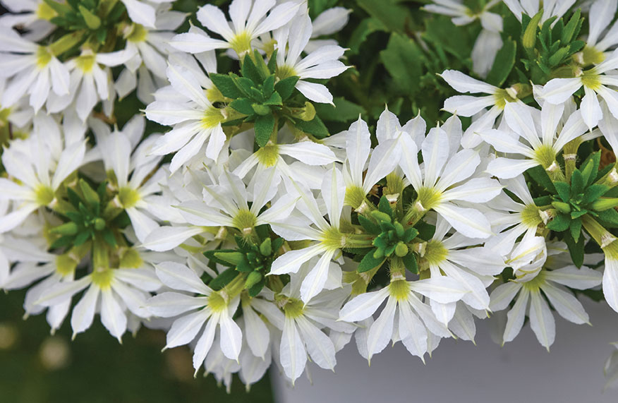 white flowers