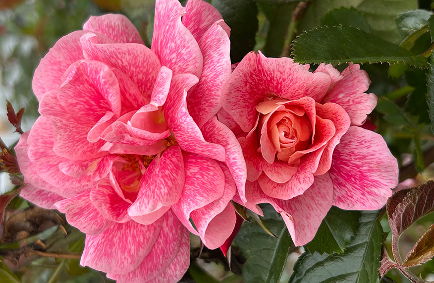 Ravishing new roses 