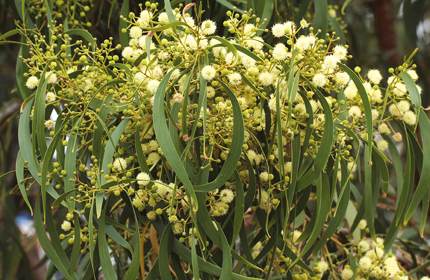 wattle tree