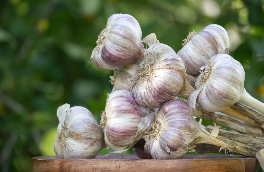 garlic