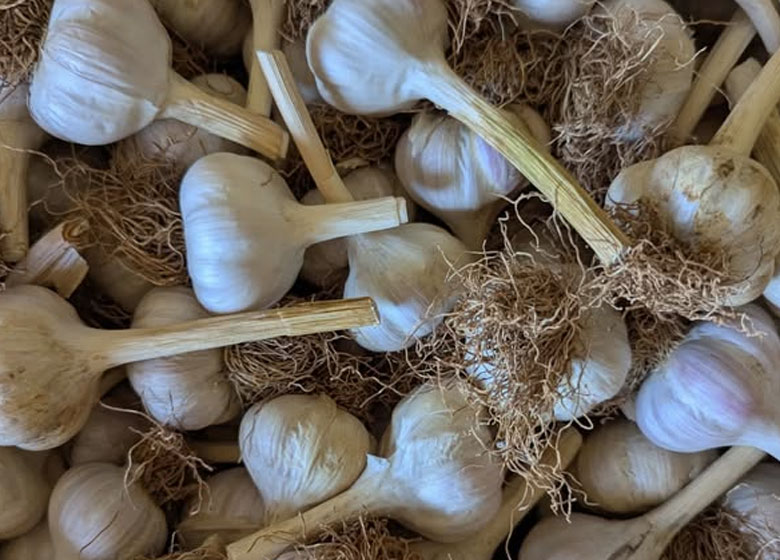 garlic