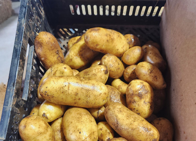 potatoes