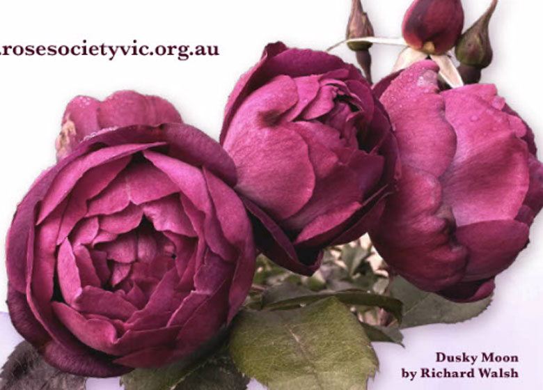 roses