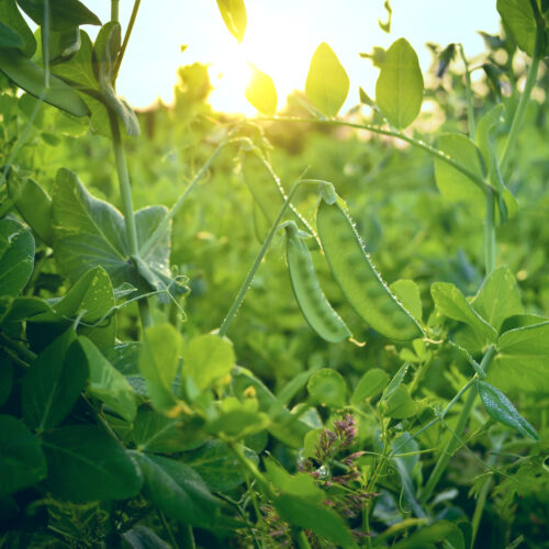 Grow peas - with ease