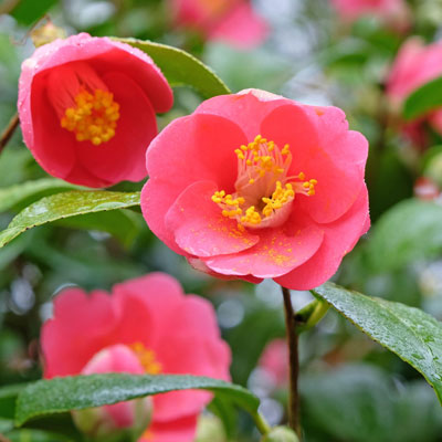 camelias