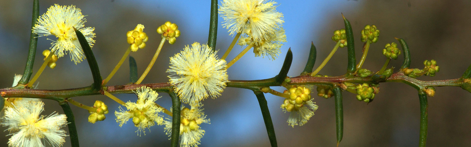 yellow flowers