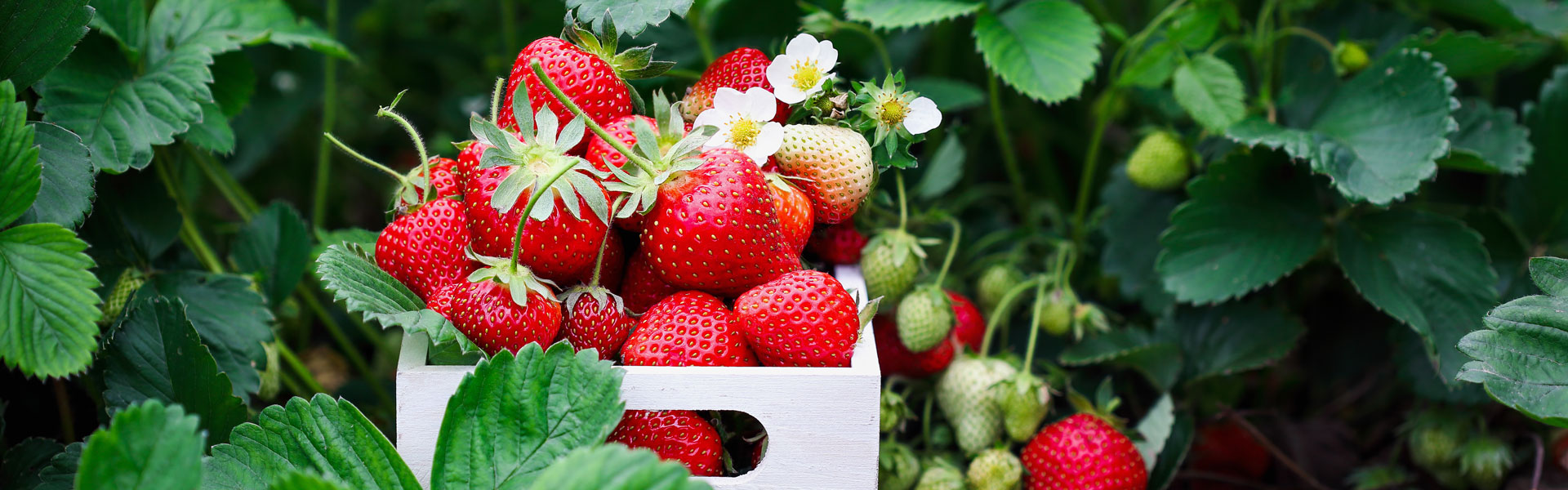 strawberries