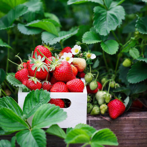 strawberries
