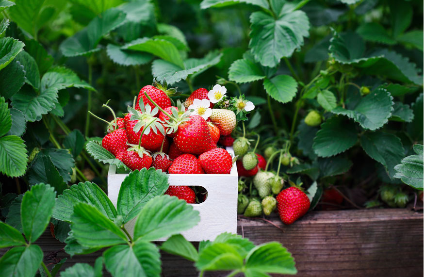 strawberries