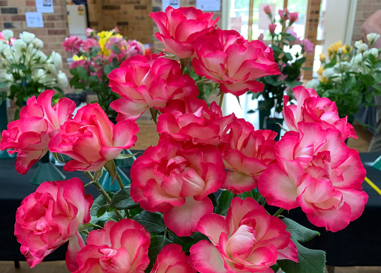 roses