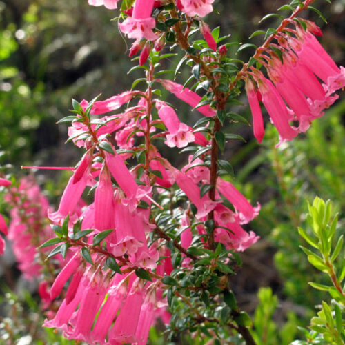pink flowers